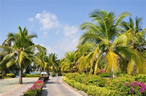 竹桥村宫廷糕点